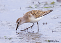 Calidris pusilla